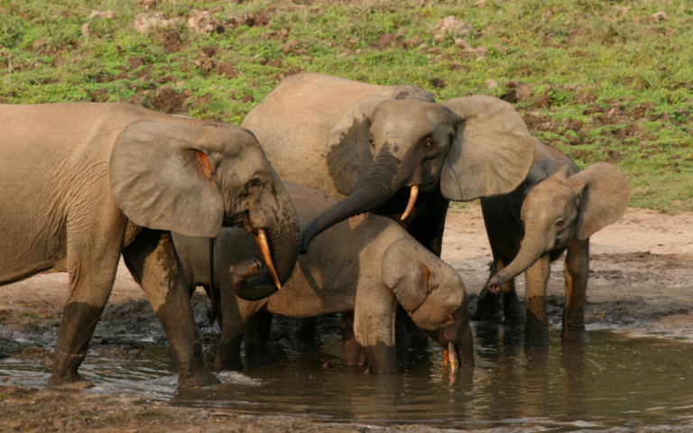 13 Facts About The African Forest Elephant Chez Madeleine